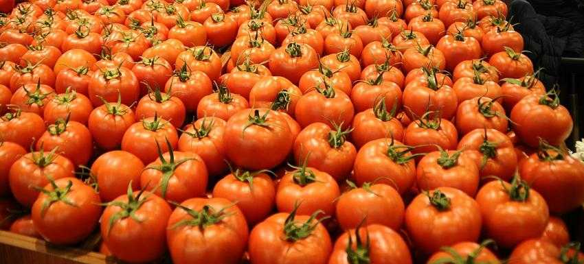 Domates Güvesi’ne Karşı Mücadele 