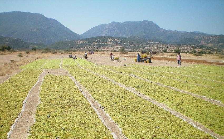 Kuru meyve sektöründen Cumhurbaşkanı Erdoğan’a 150 milyon dolarlık teşekkür