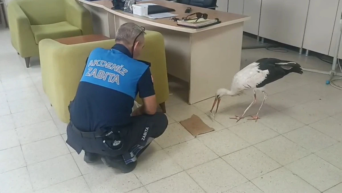 Akdeniz  Belediyesi Yaralı Leyleği Koruma Altına Aldı
