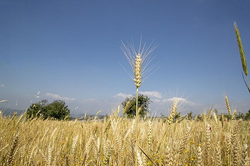 Mersin Büyükşehir’den Buğday Üretimine Destek Projesi