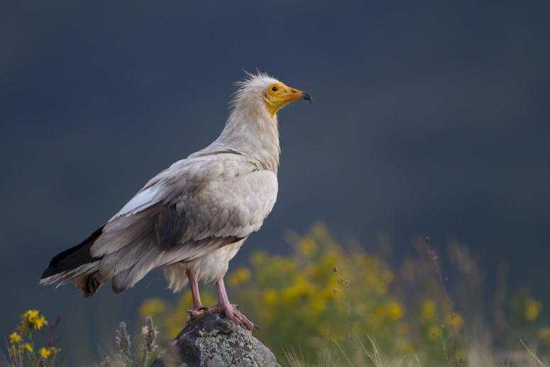 Akbaba Projesi Mersin'de Başlıyor