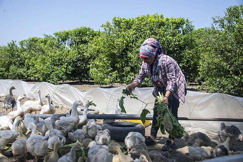 B&uuml;y&uuml;kşehir, &ldquo;Bereket&rdquo; Olmaya Devam Ediyor